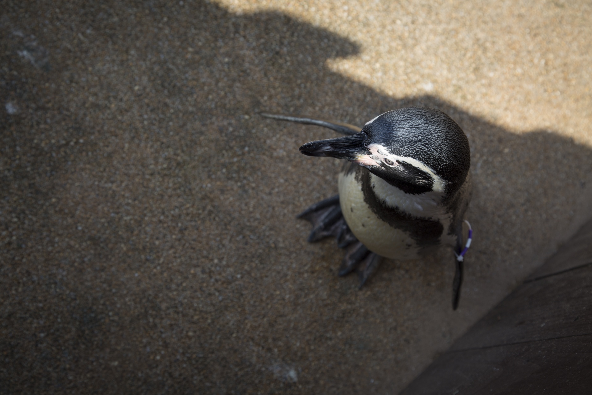 animal antarctic beak free photo