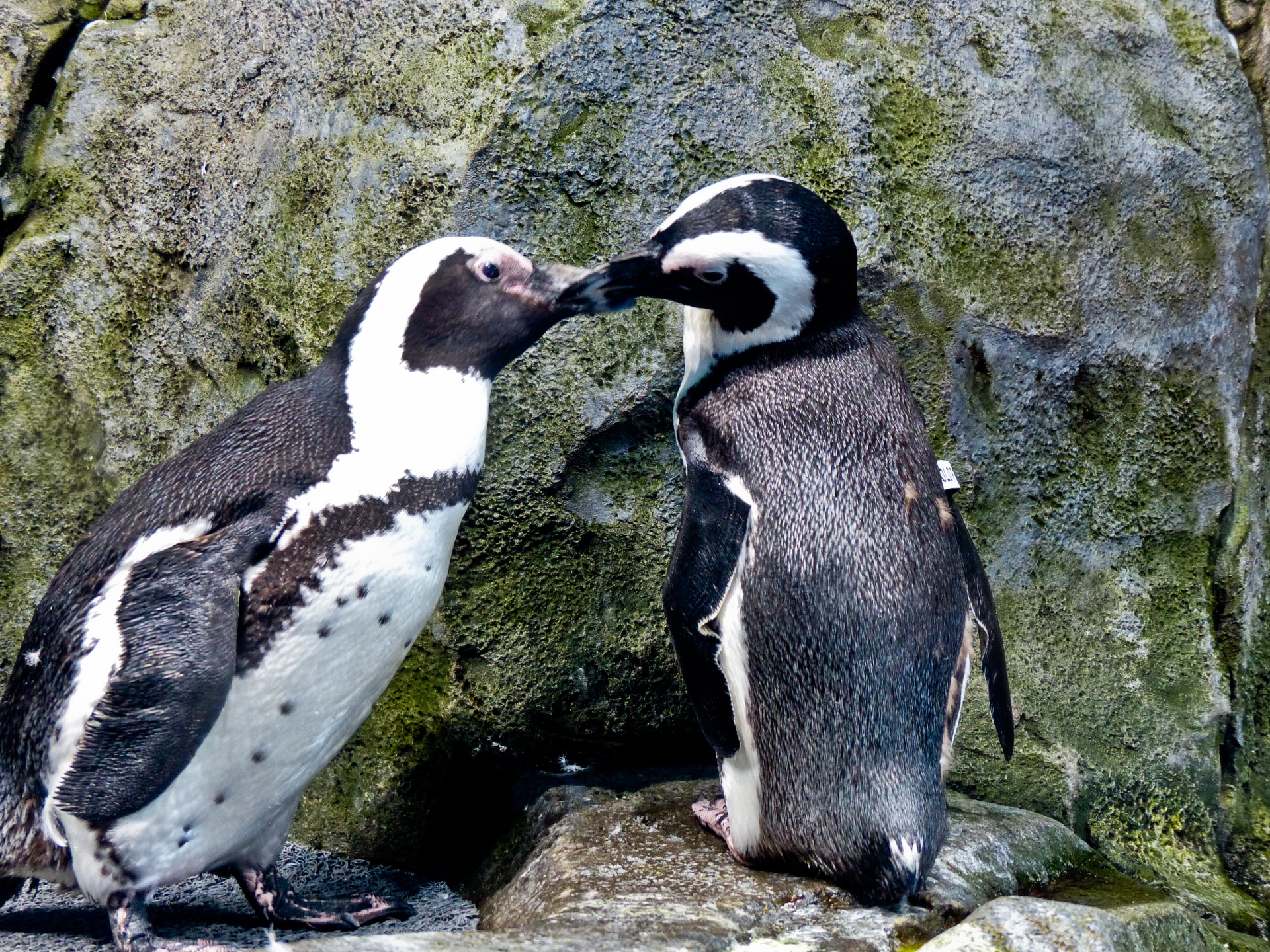 kiss love penguin free photo