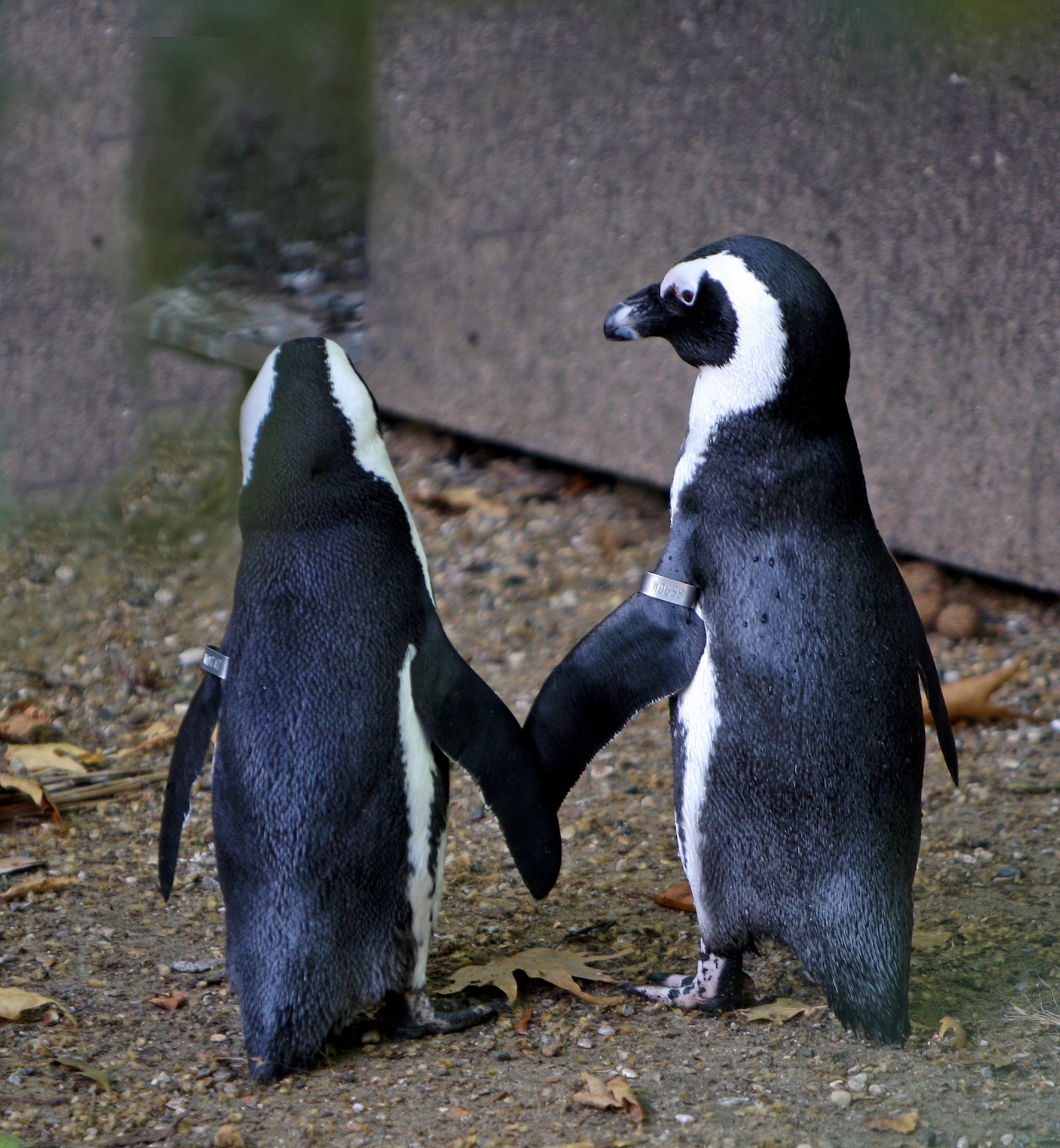 penguin penguins love free photo