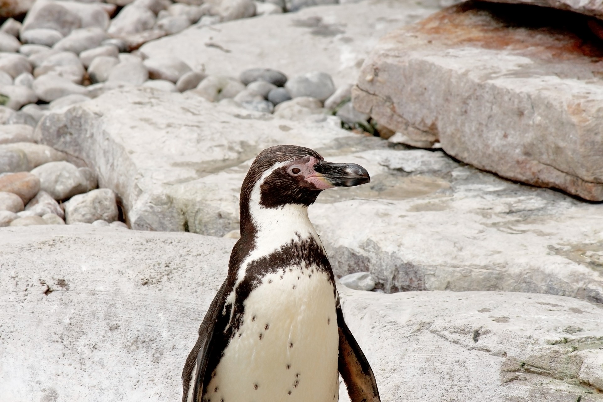 penguin cave rock free photo