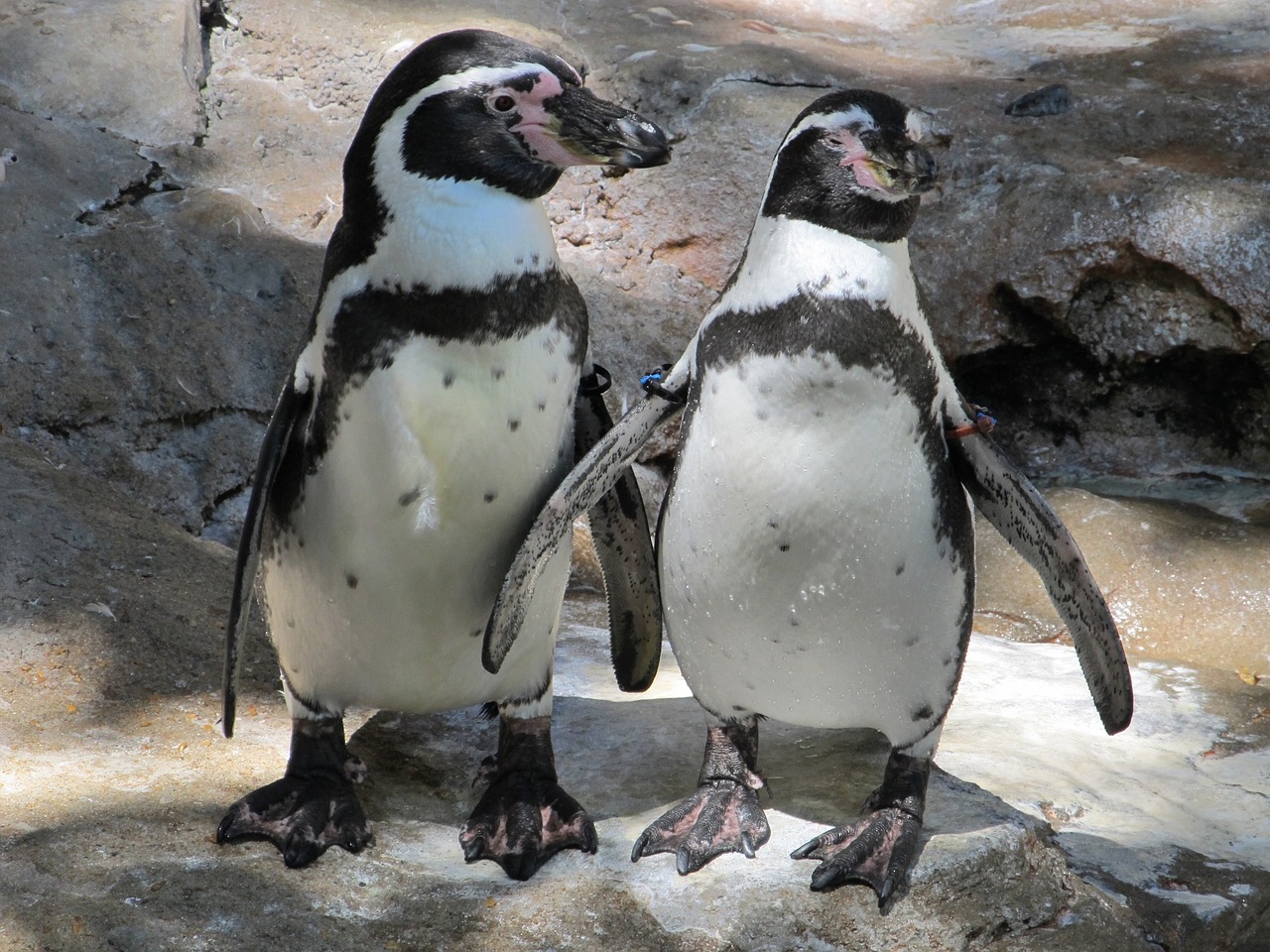 penguin pair couple cute free photo
