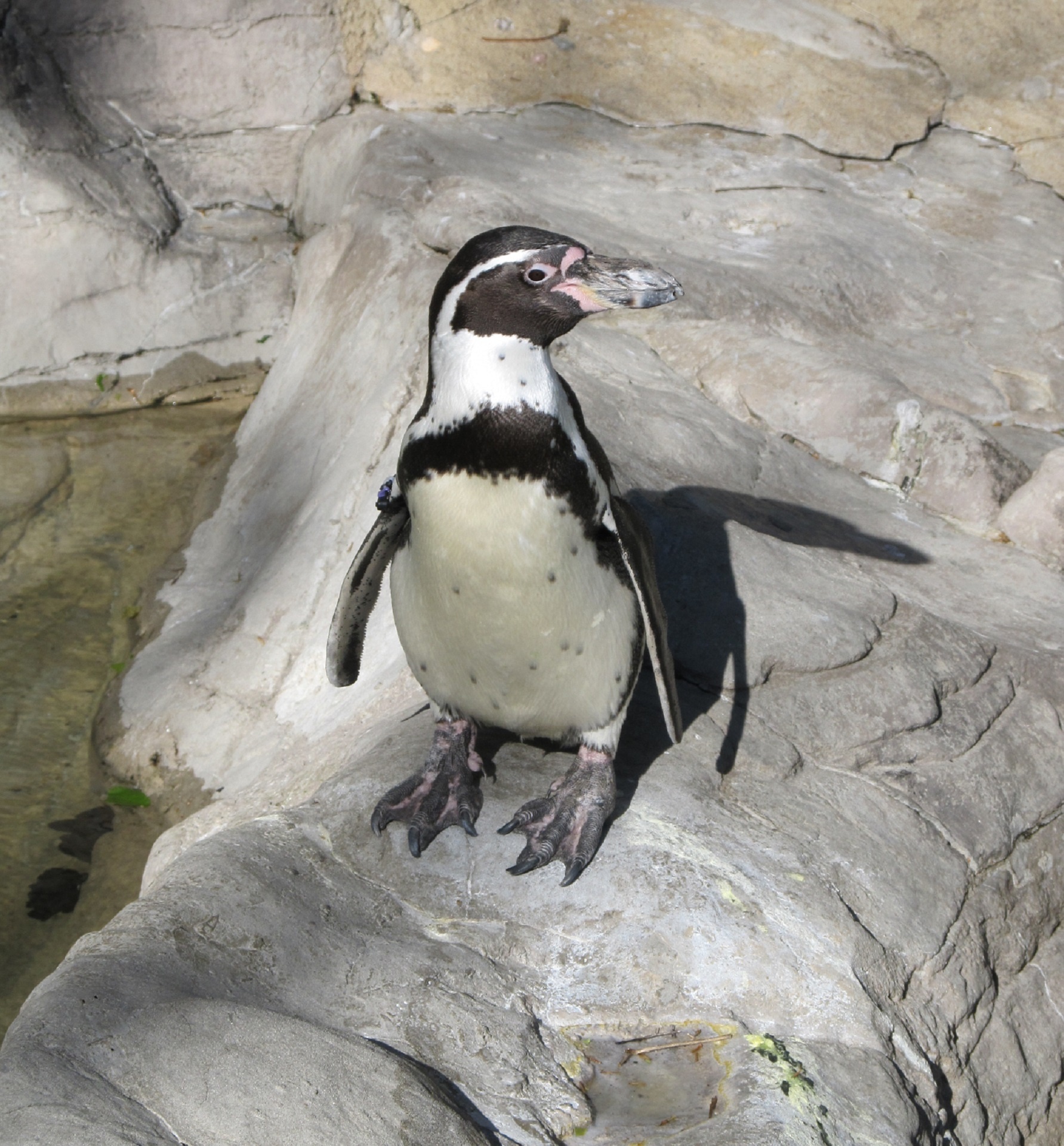 penguin wildlife nature free photo