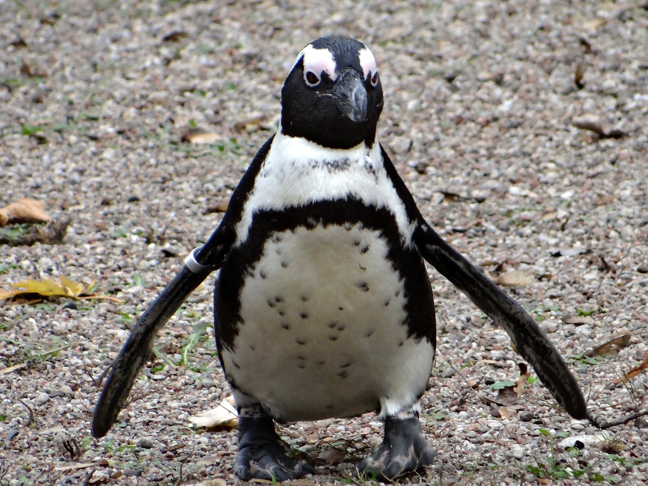 penguin przylądkowy bird zoo free photo