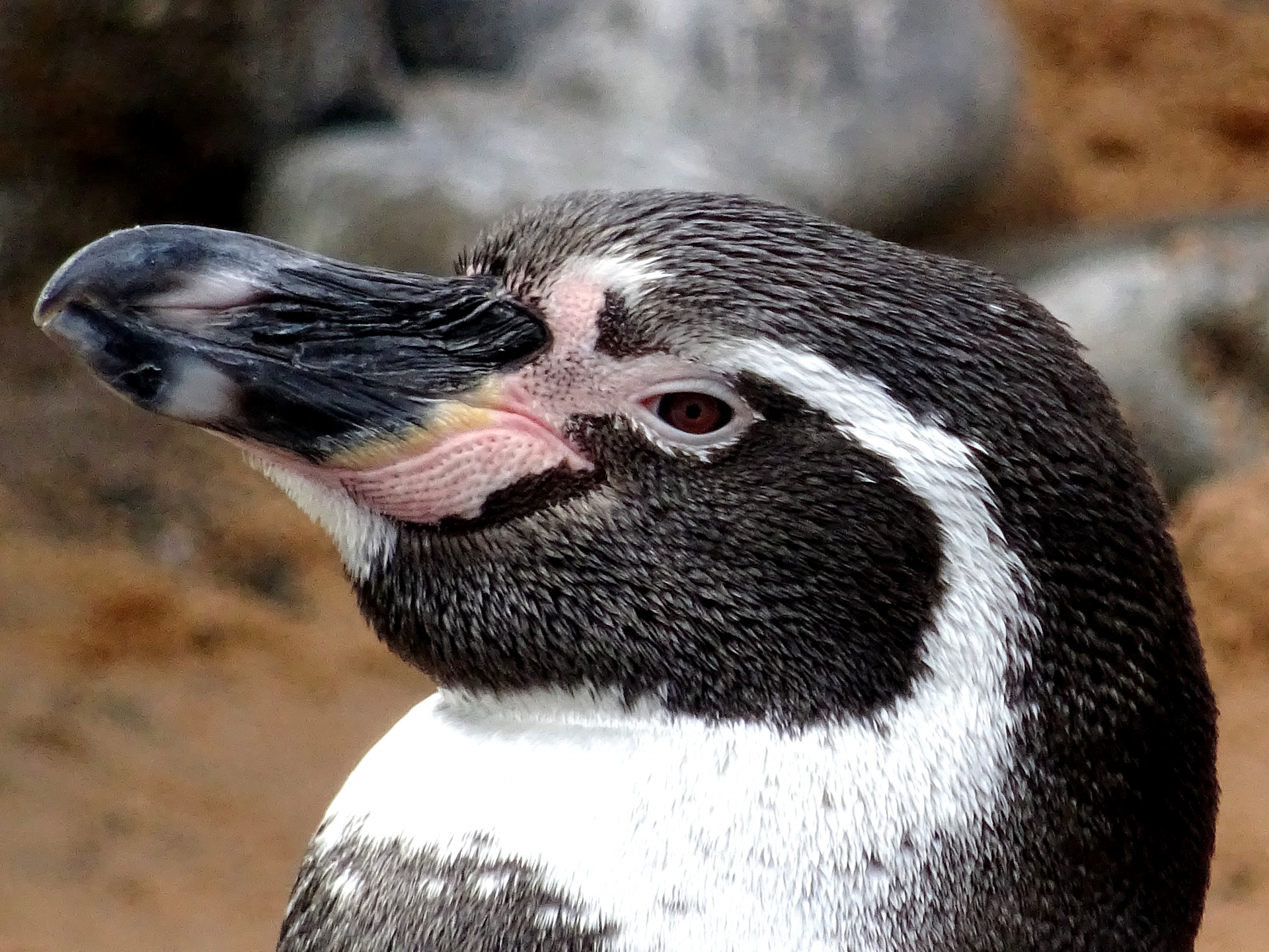 penguin penguins antarctic free photo