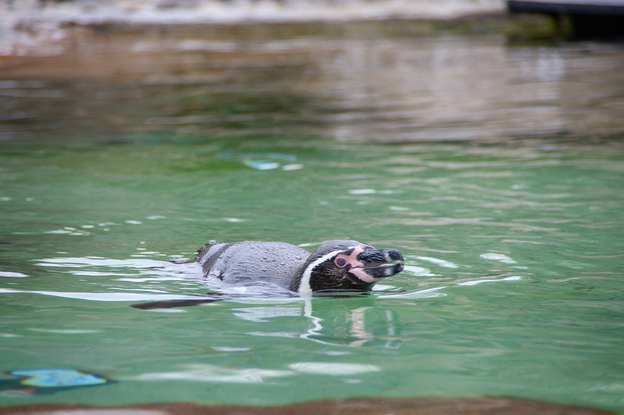 penguine  face  focus free photo