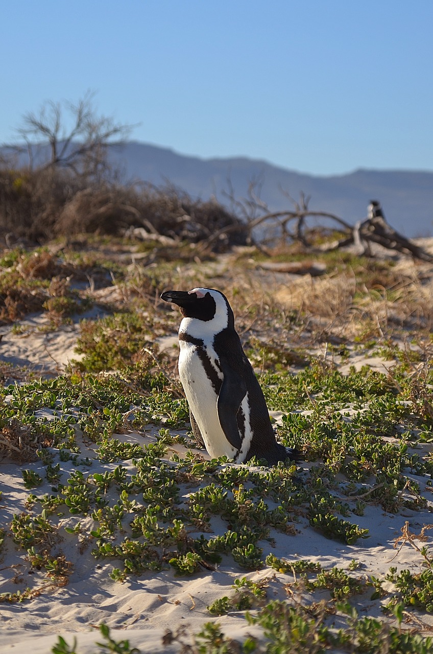 penguini penguins south africa free photo