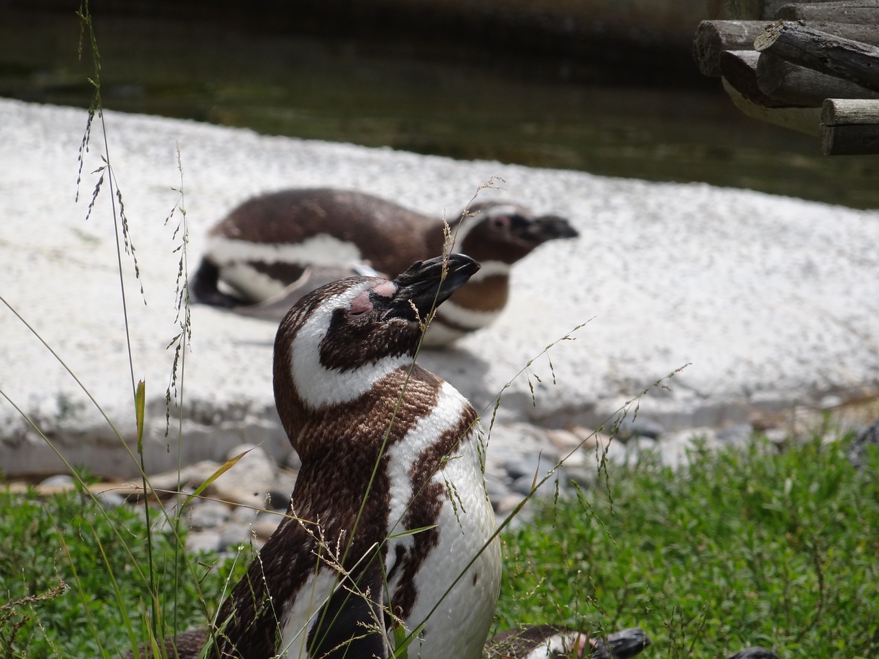 penguins birds animals free photo