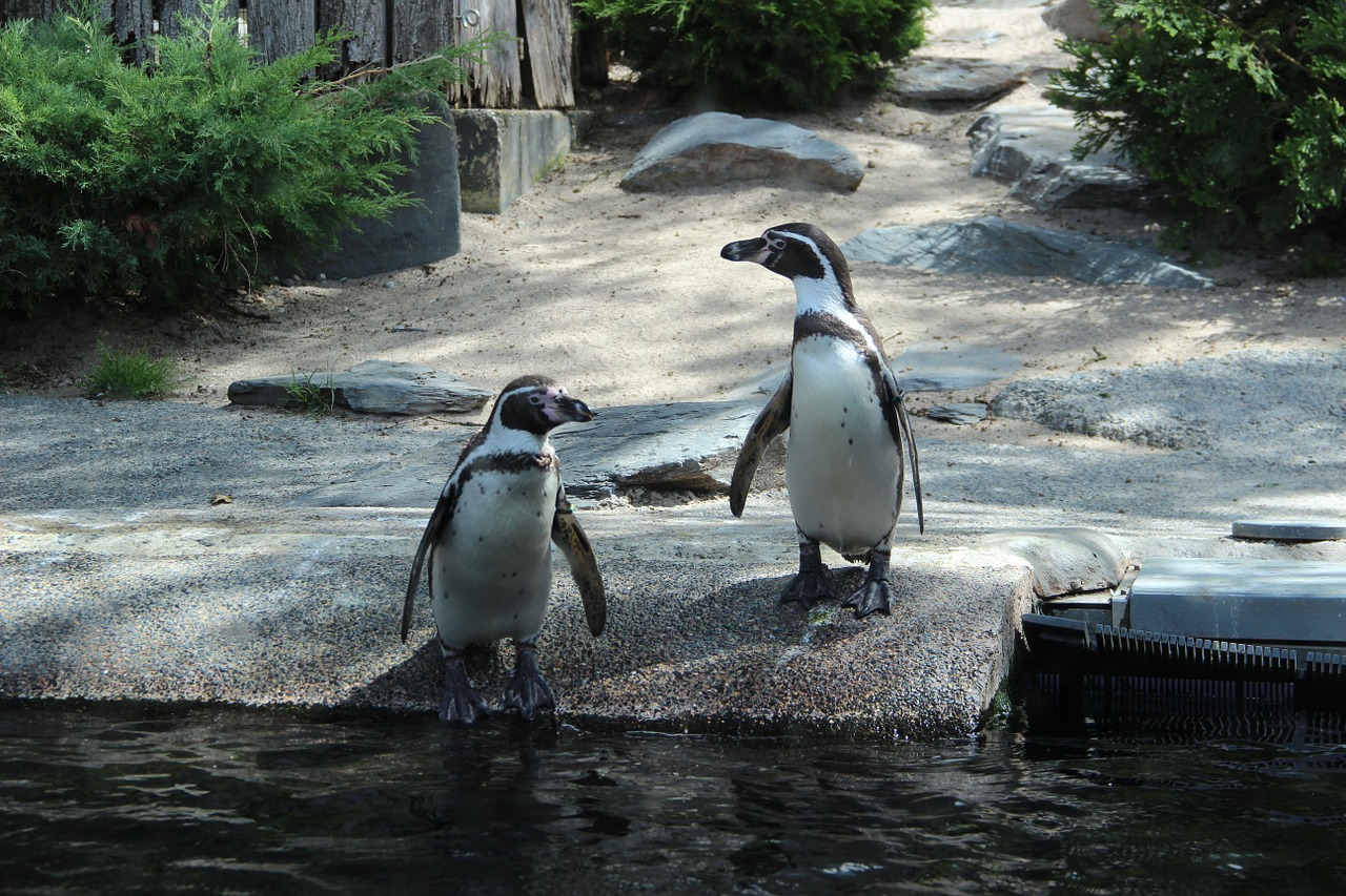 penguins zoo water free photo