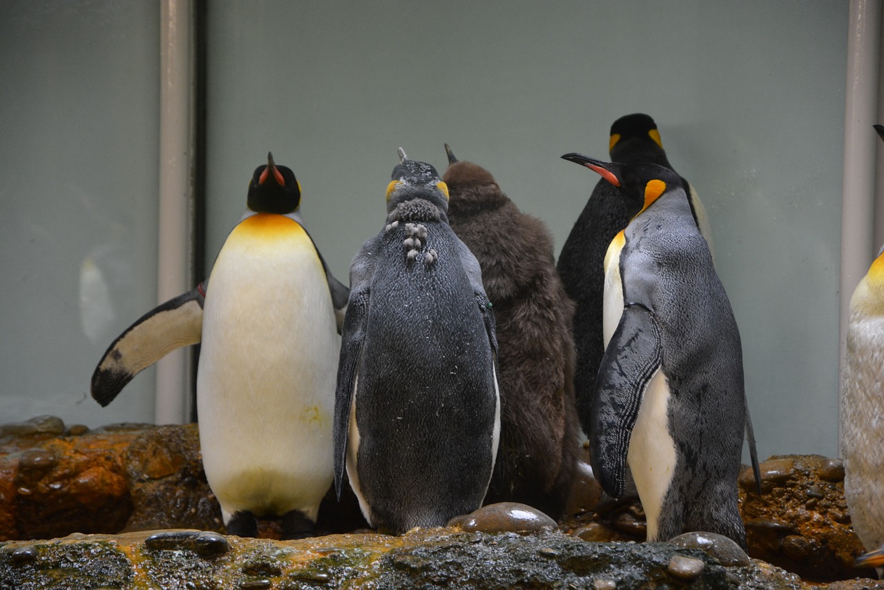 penguins zoo antarctica free photo