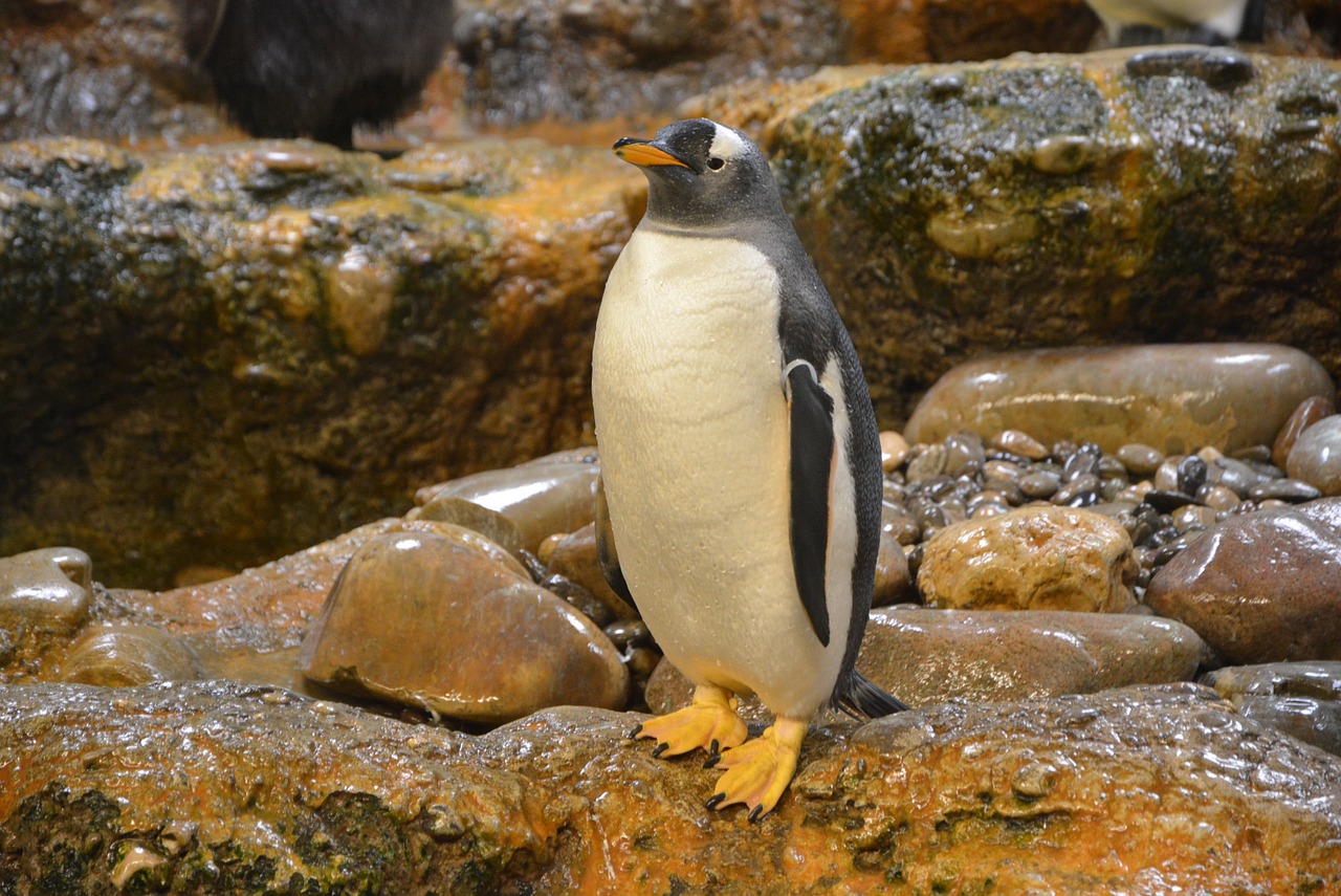 penguins zoo antarctica free photo