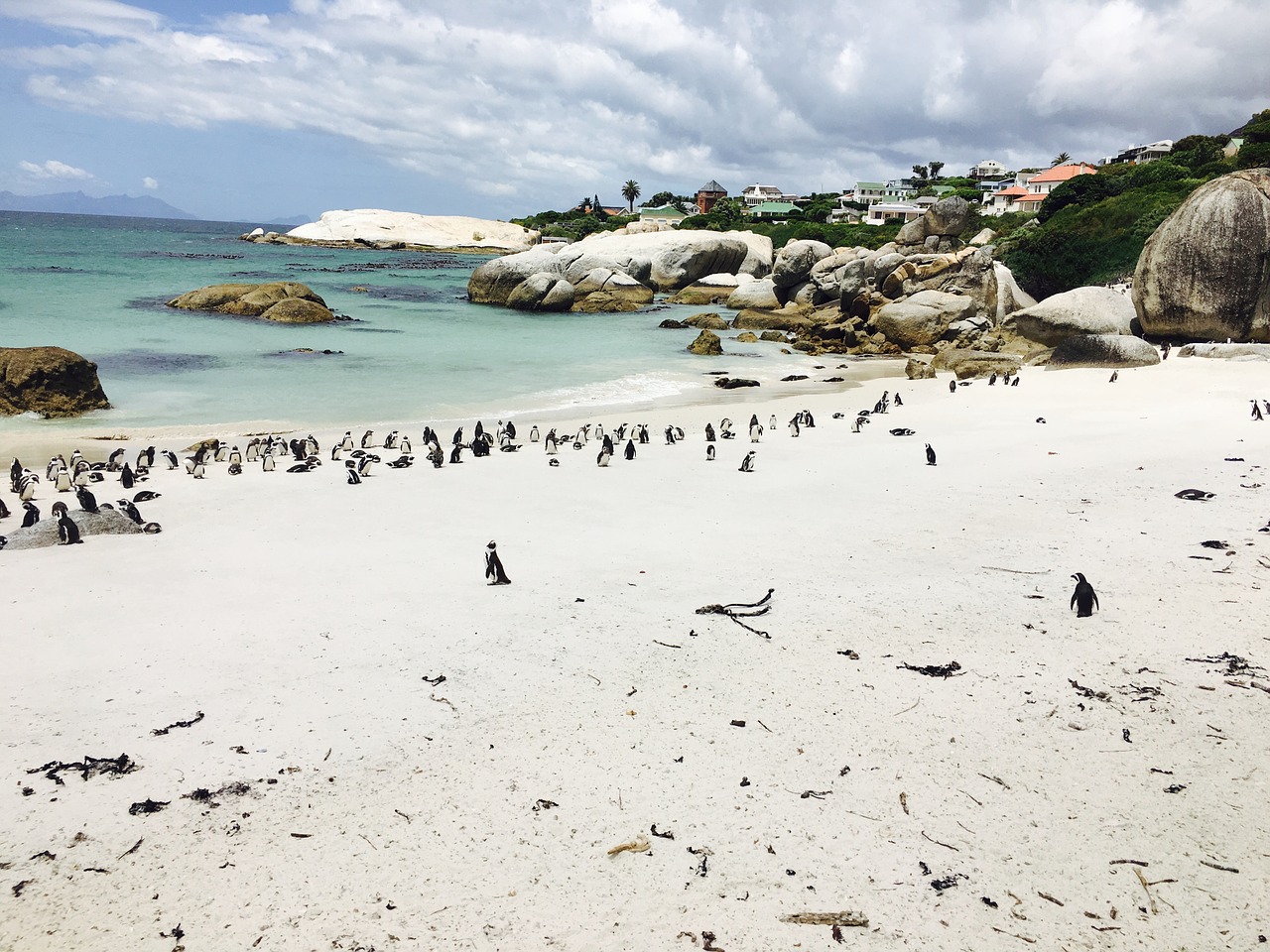 penguins south africa booked free photo
