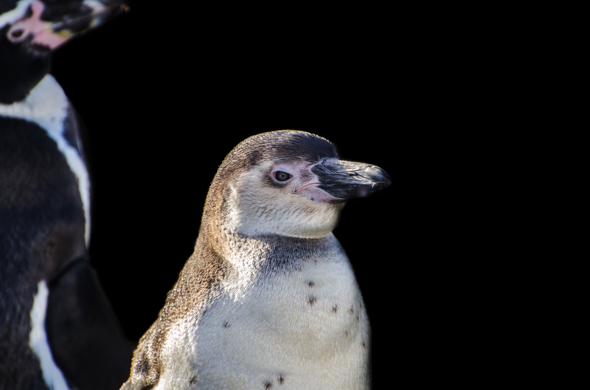 penguins humboldt wings free photo