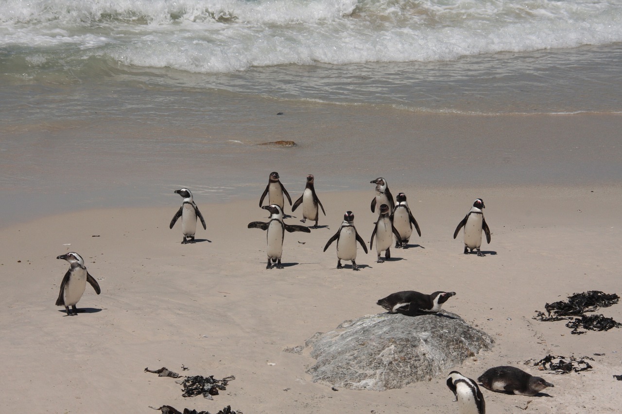 penguins bolders beach beach free photo