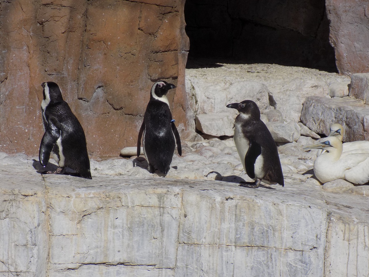 penguins samrec travel free photo