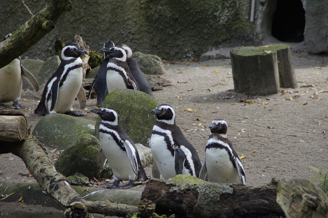 penguins zoo enclosure free photo