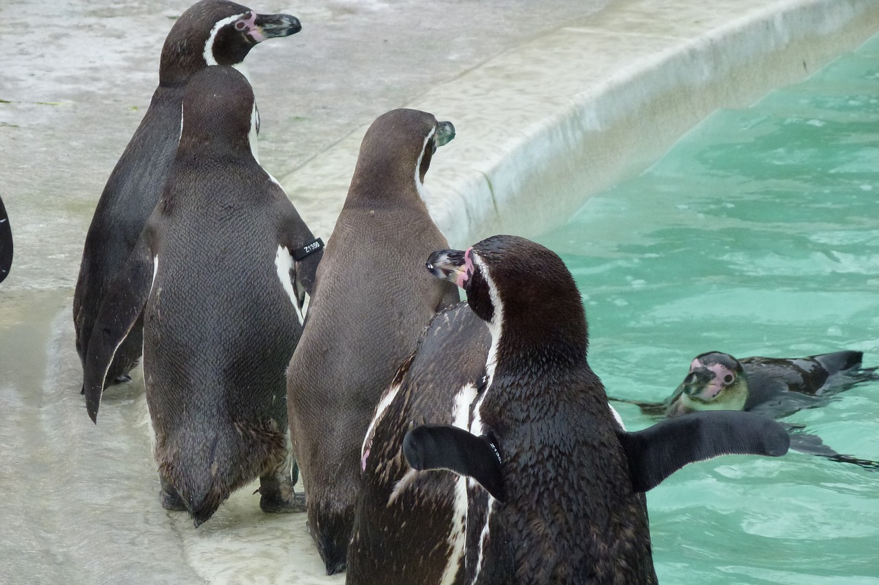 penguins cotswold animal free photo