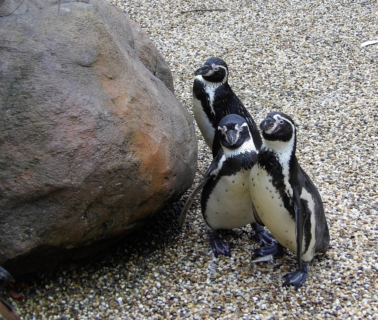 penguins trio nature free photo