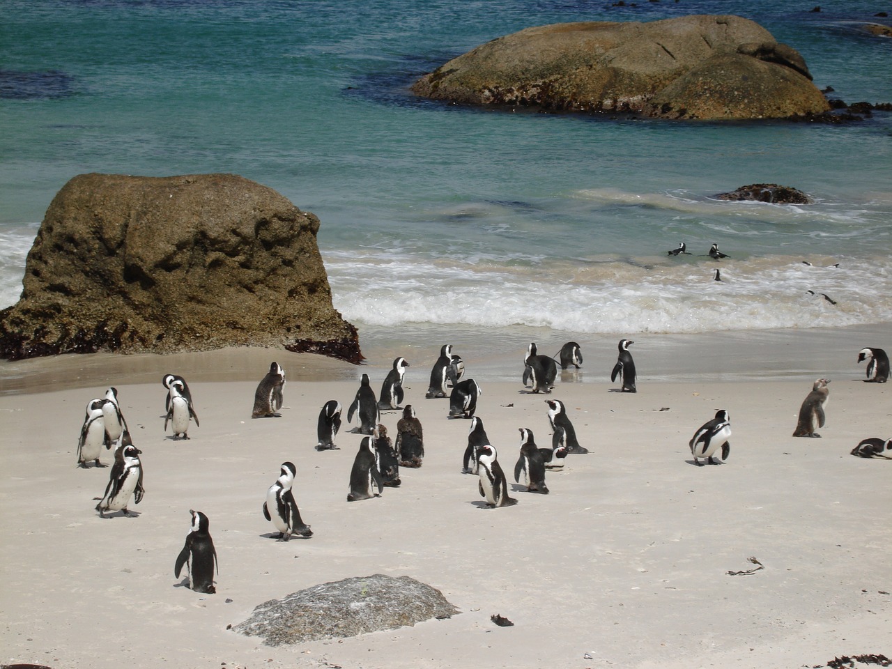penguins sand ocean free photo