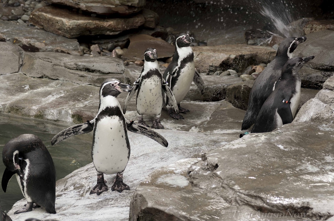 penguins bird zoo free photo