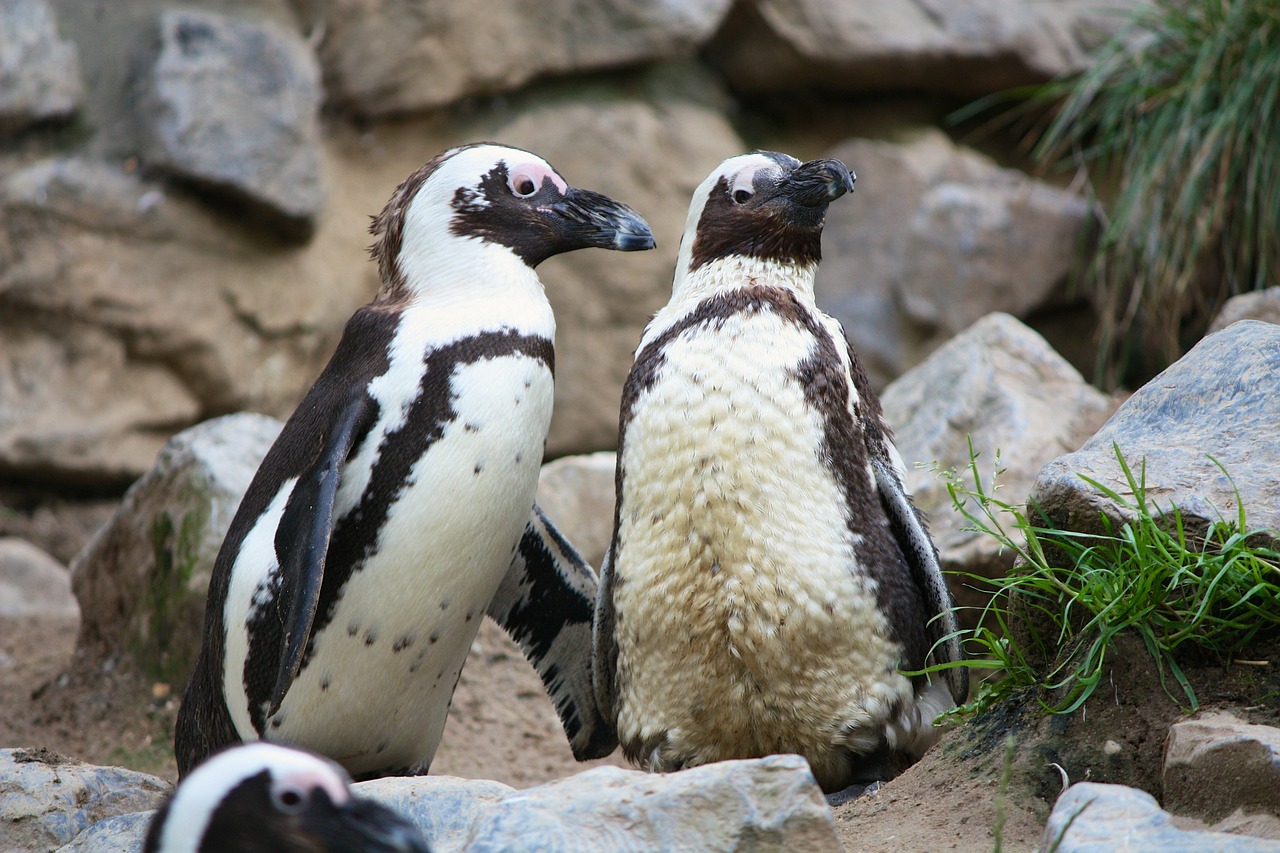 penguins zoo birds free photo