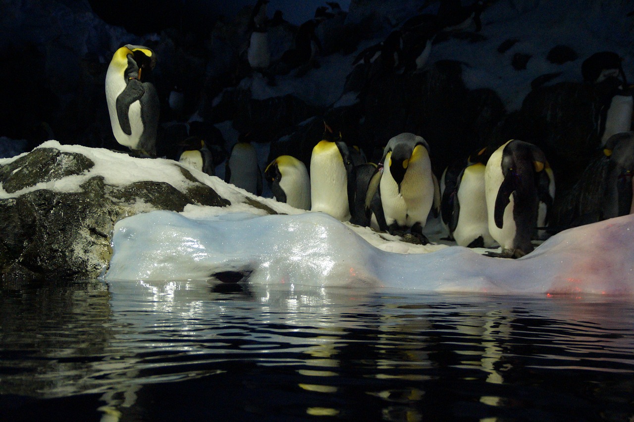 penguins ice floe zoo free photo