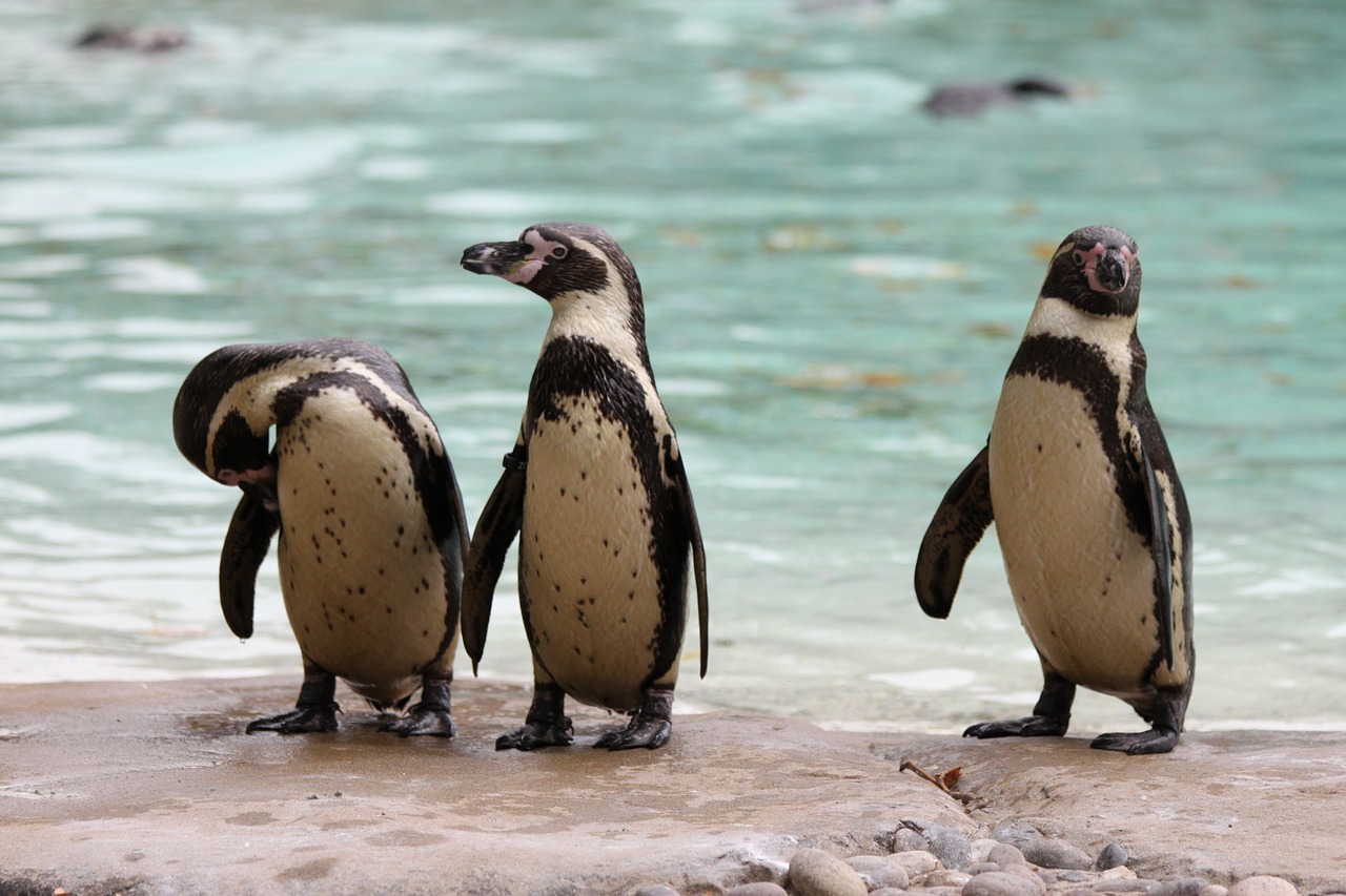 penguins crested-penguin bird free photo