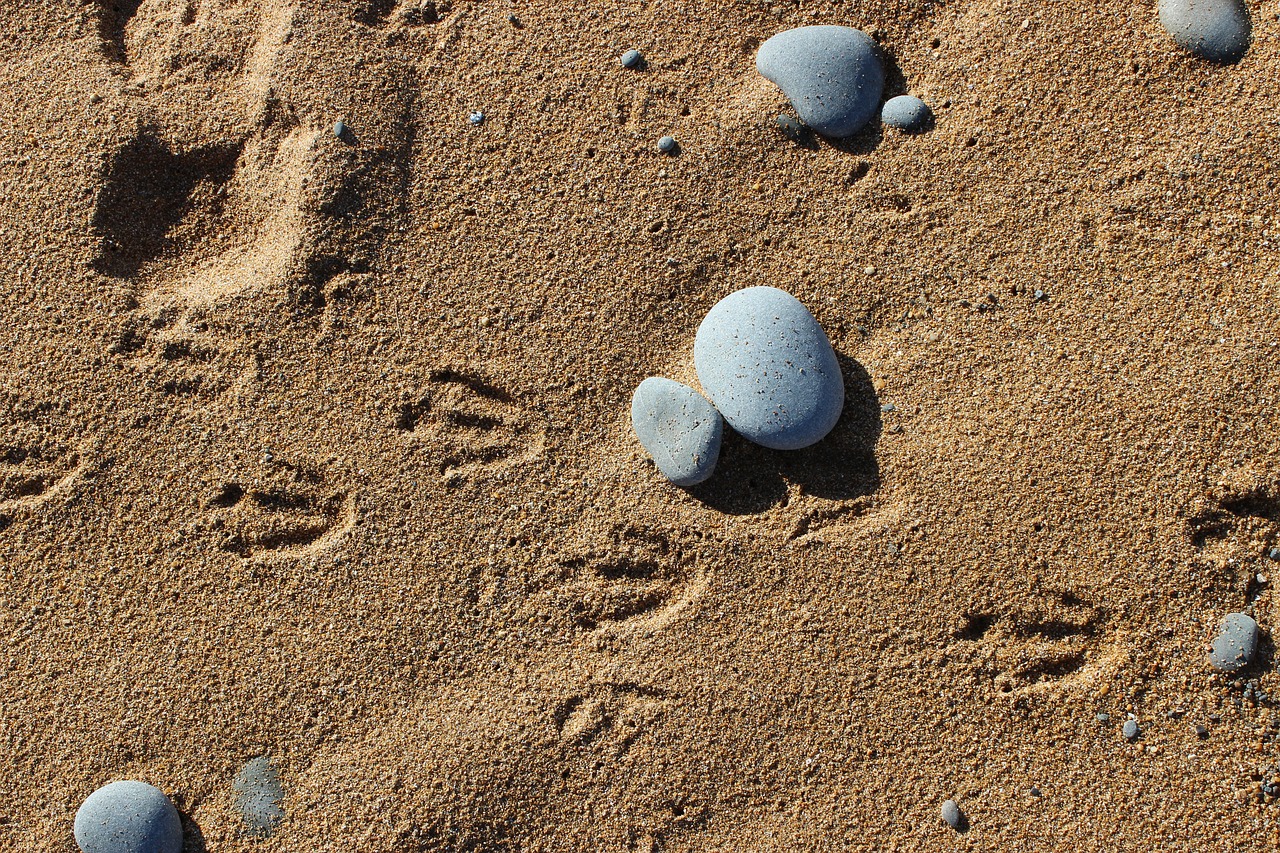 penguins footprints in the sand animal tracks free photo
