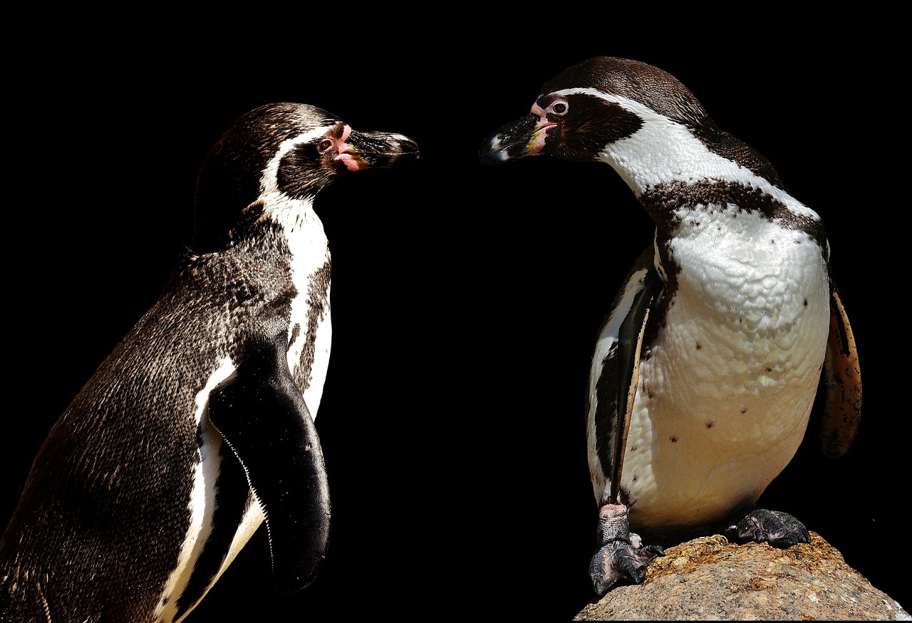 penguins animal animal world free photo