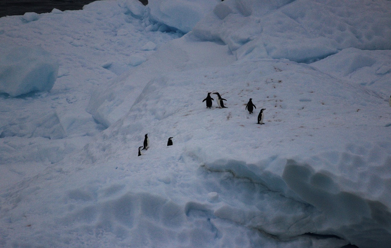 penguins antarctica penguin free photo