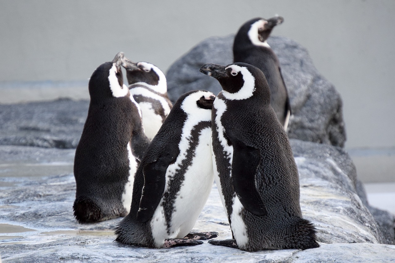 penguins together close free photo