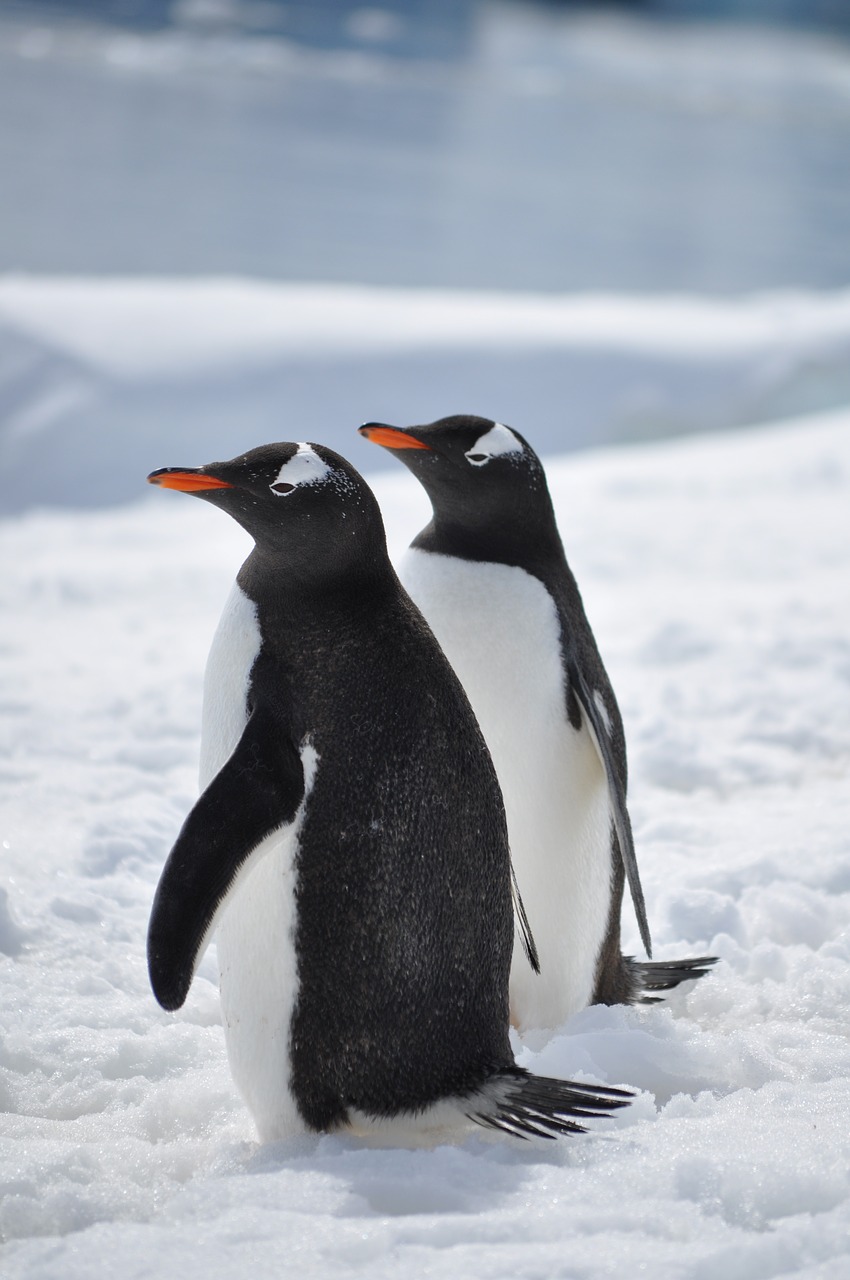 penguins antarctica bird free photo