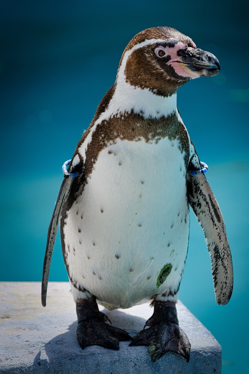 penguins  zoo  bill free photo