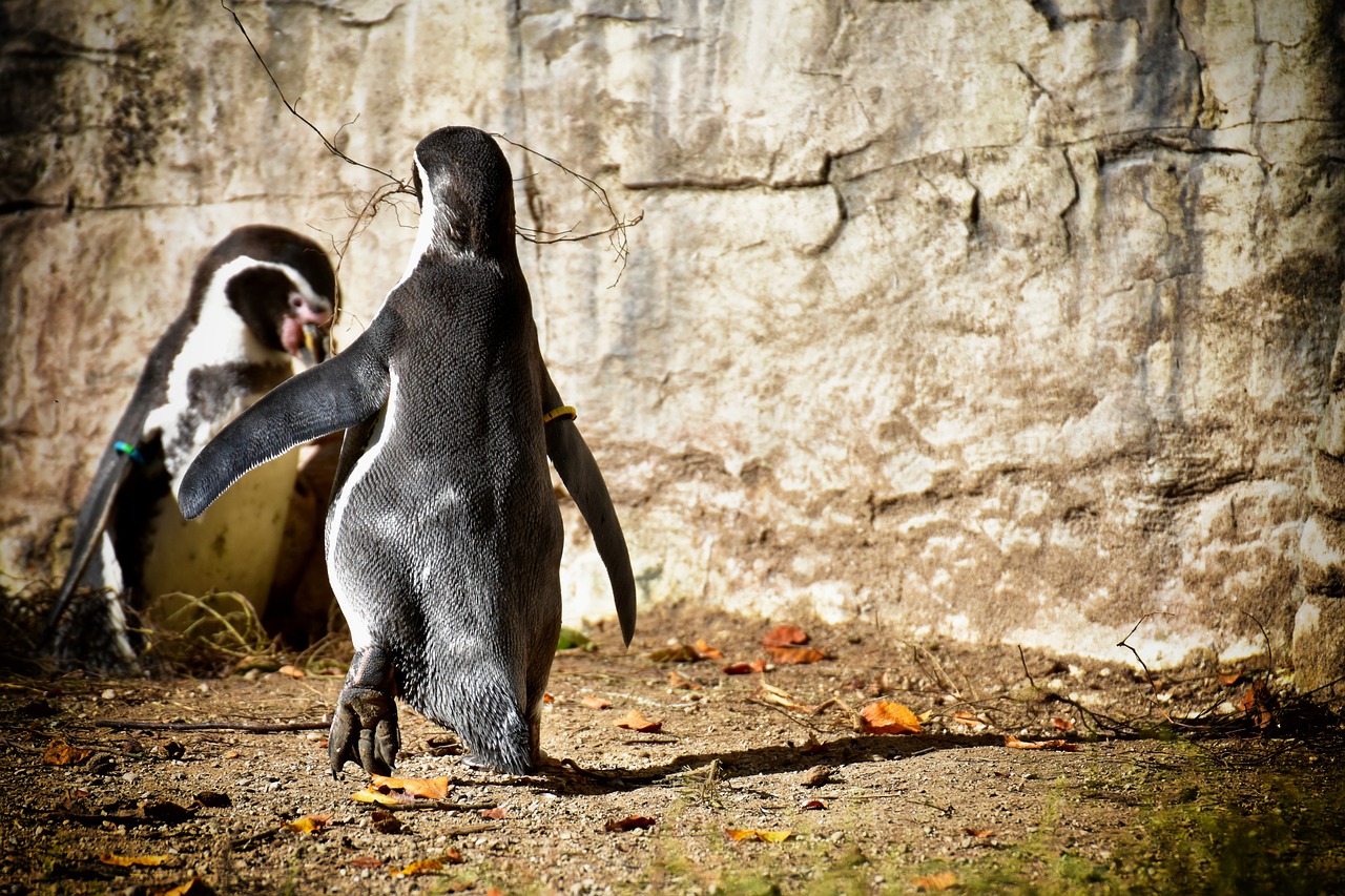 penguins  build a nest  cute free photo