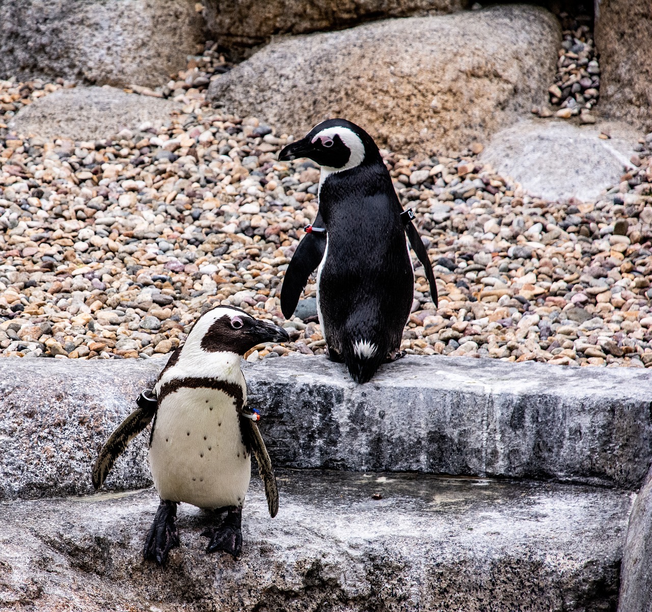 penguins  animals  birds free photo