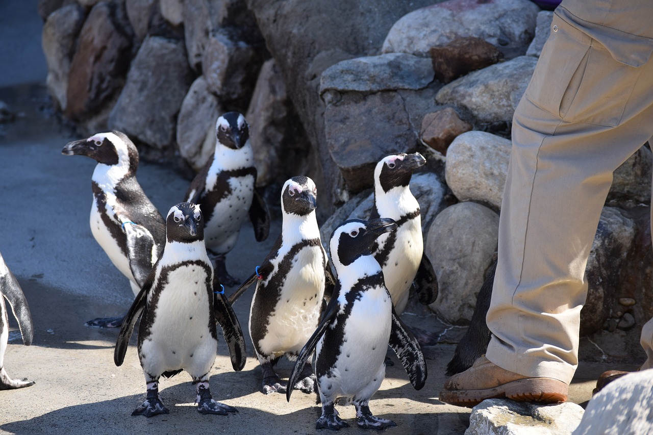 penguins  zoo  birds free photo