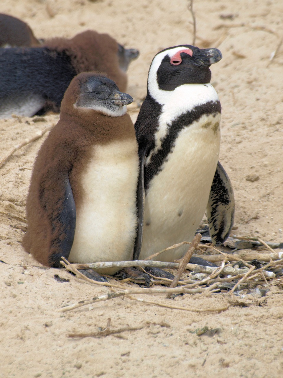 penguins  birds  mother free photo