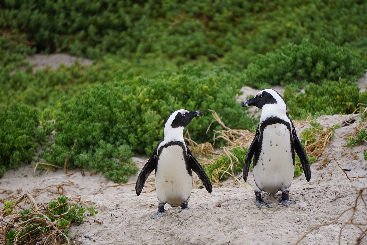 penguins  bird  boulders beach free photo
