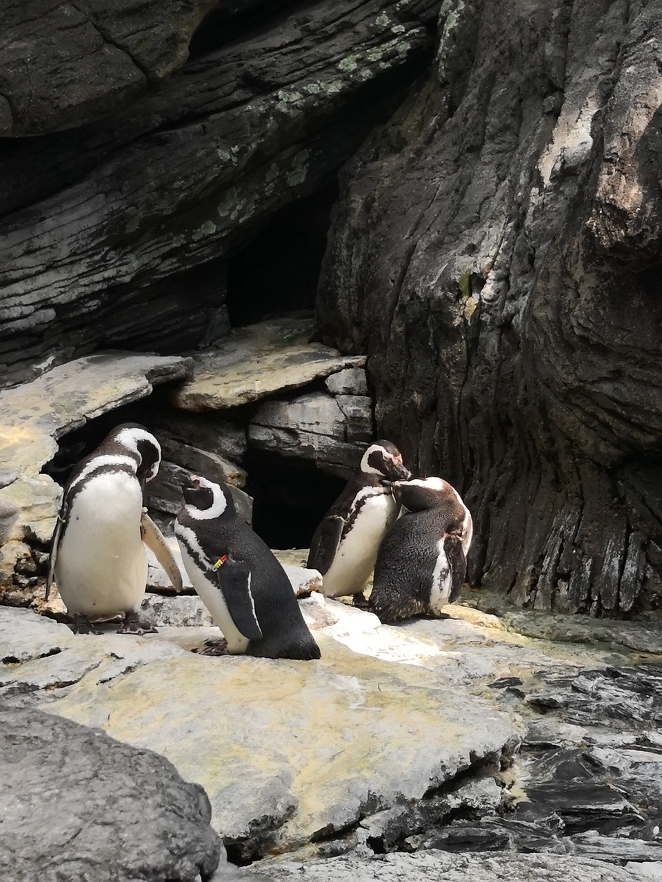 penguins  birds  couples free photo