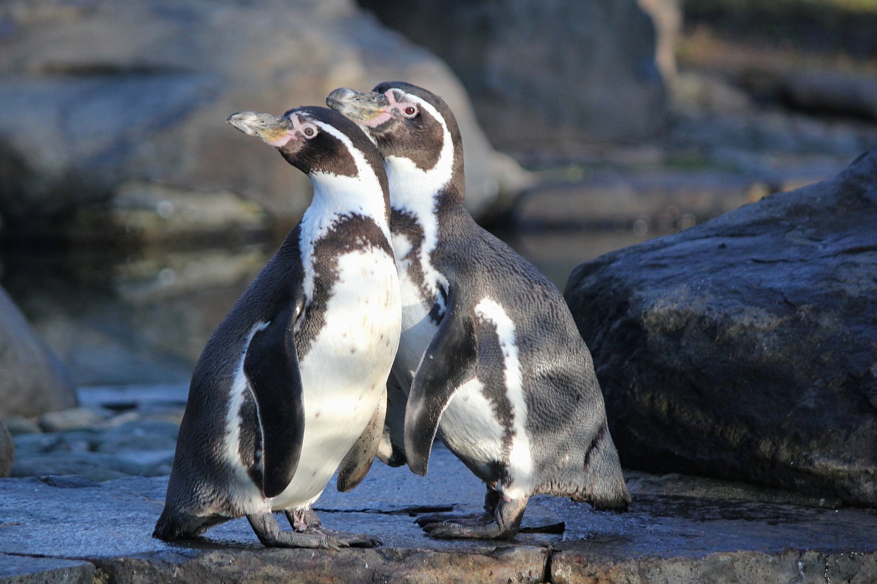 penguins  humboldt  birds free photo