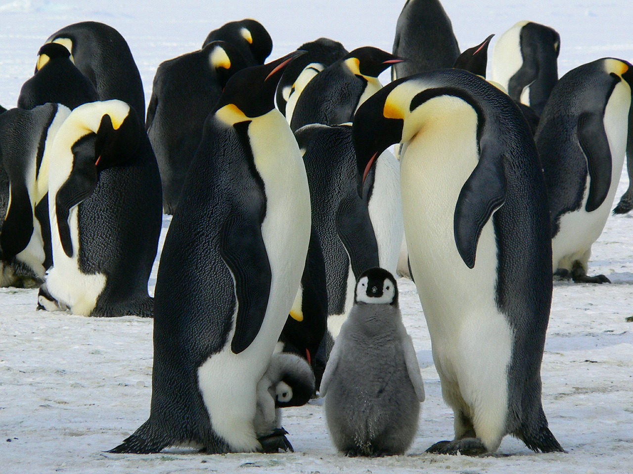 penguins emperor antarctic free photo