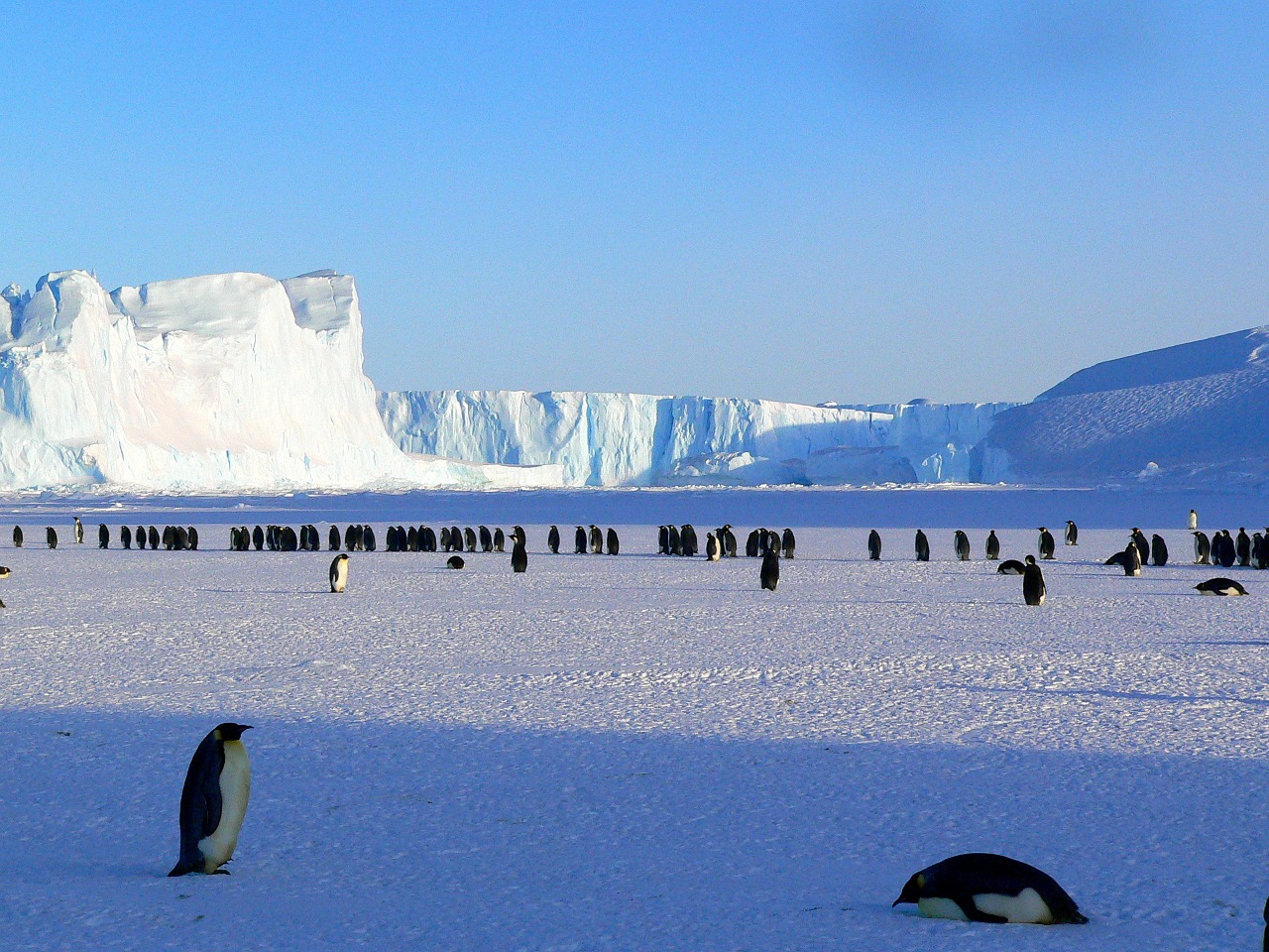 penguins emperor antarctic free photo