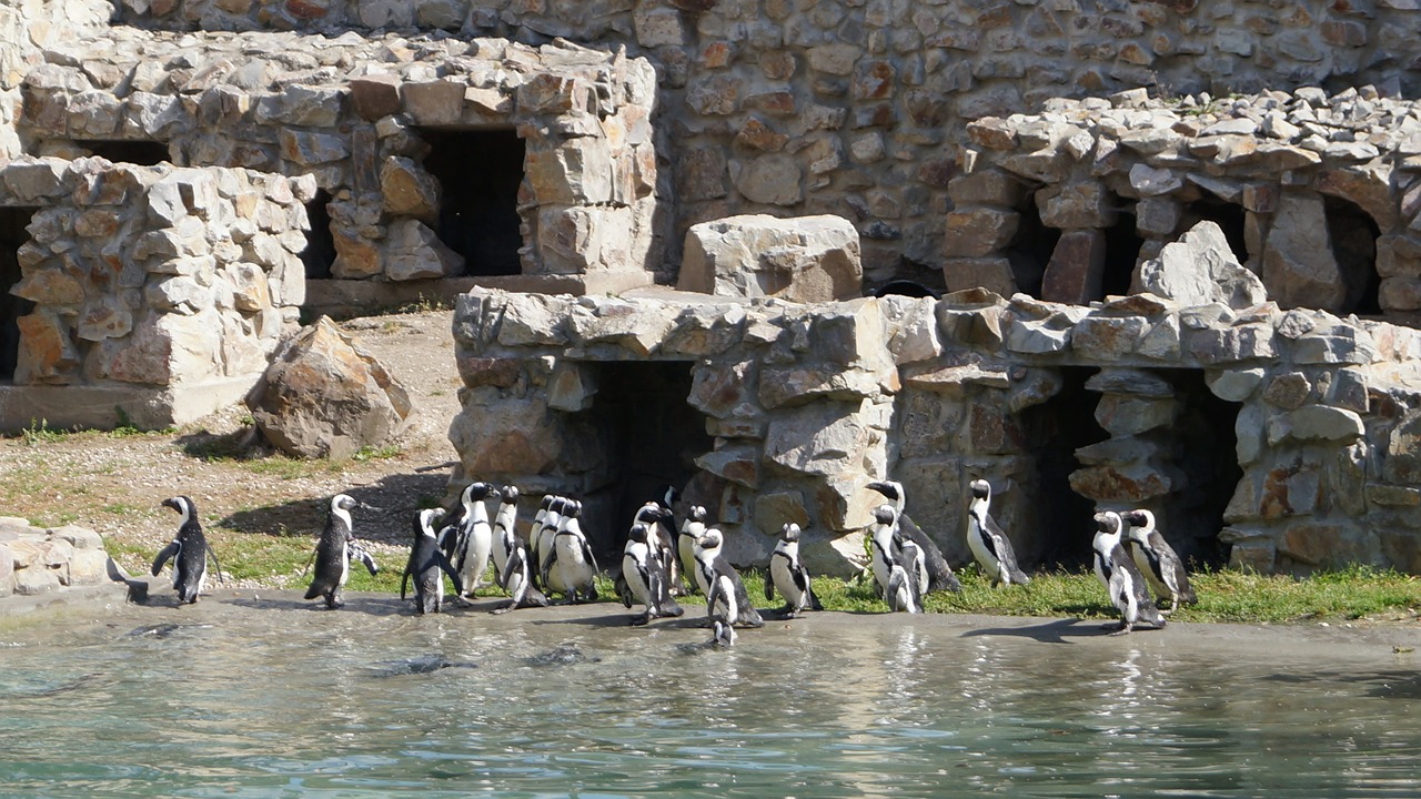 penguins catwalk zoo free photo