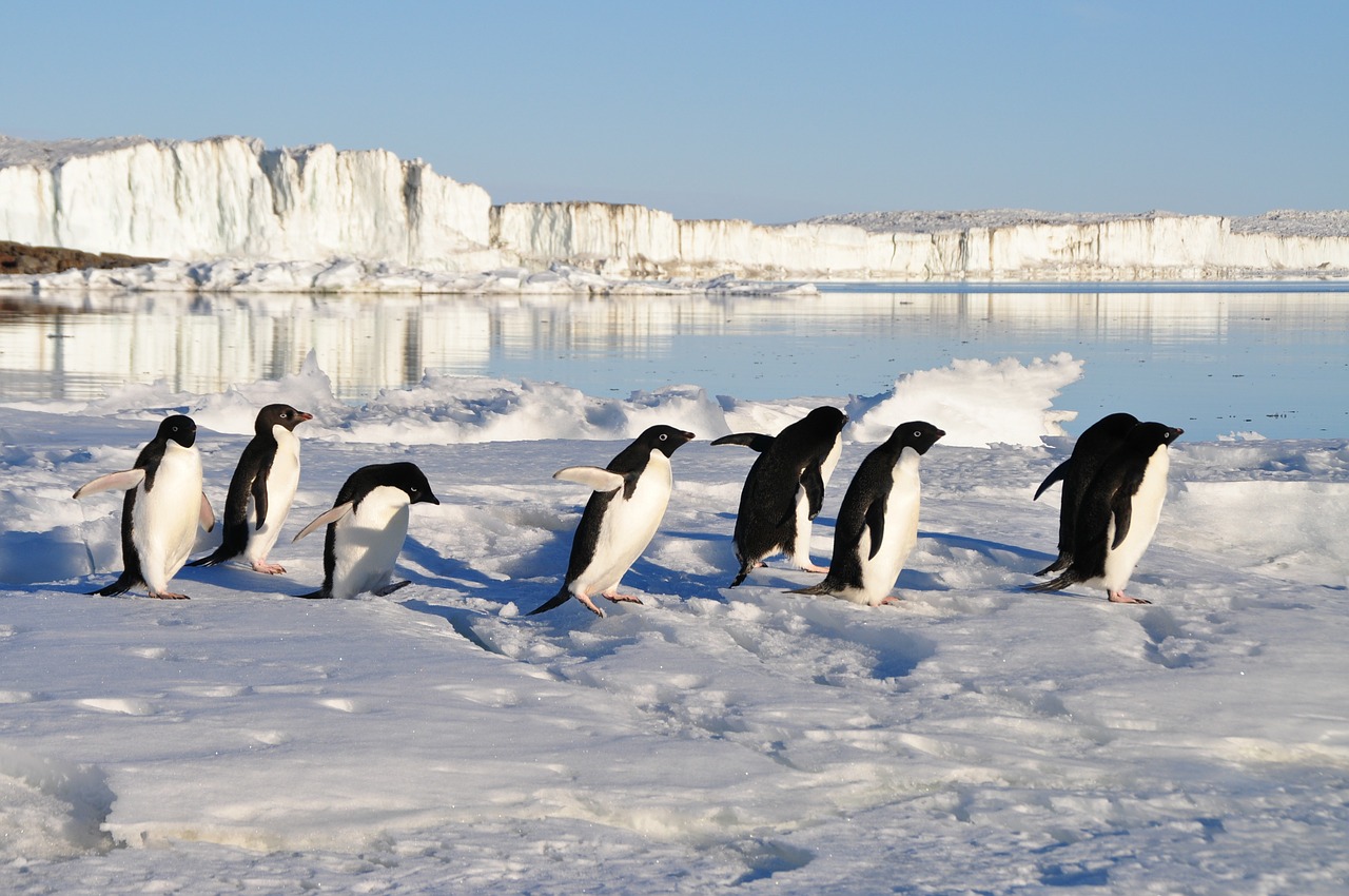 penguins birds arctic free photo