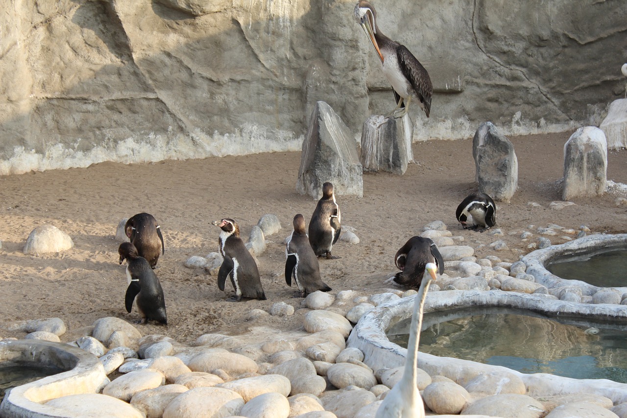 penguins bird zoo free photo