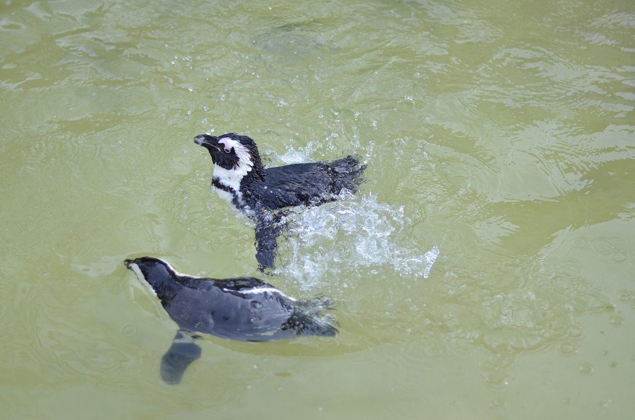 penguins water speters free photo