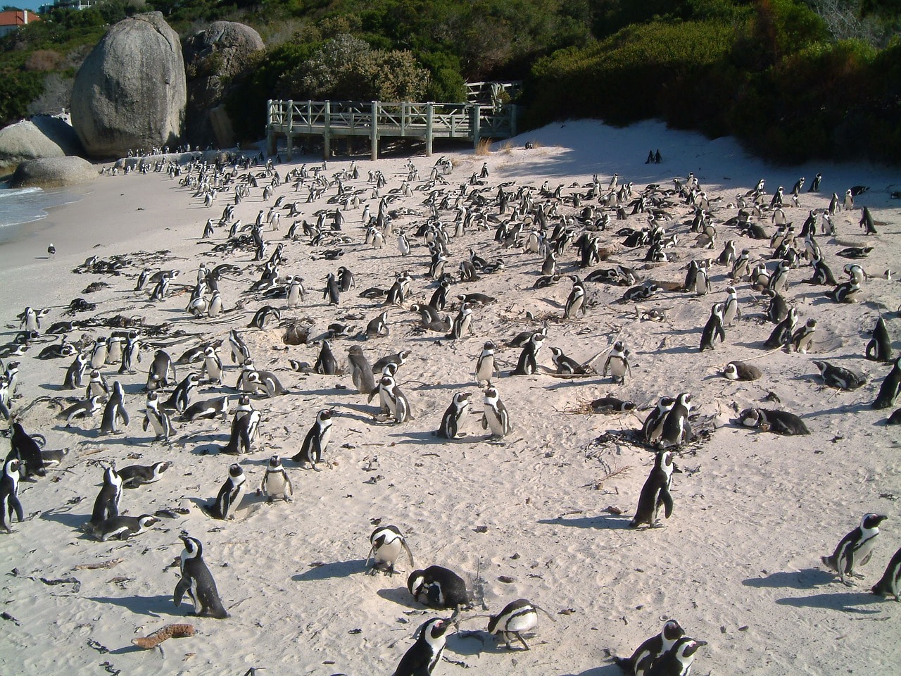 penguins beach birds free photo