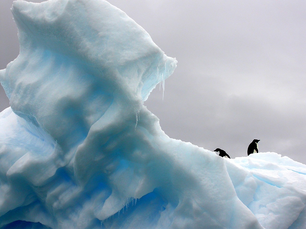 penguins iceberg polar free photo