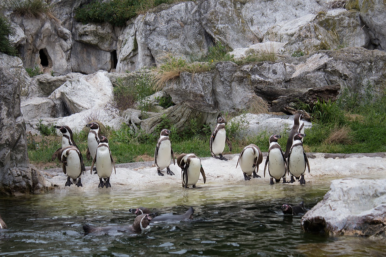 penguins animals humboldt penguin free photo
