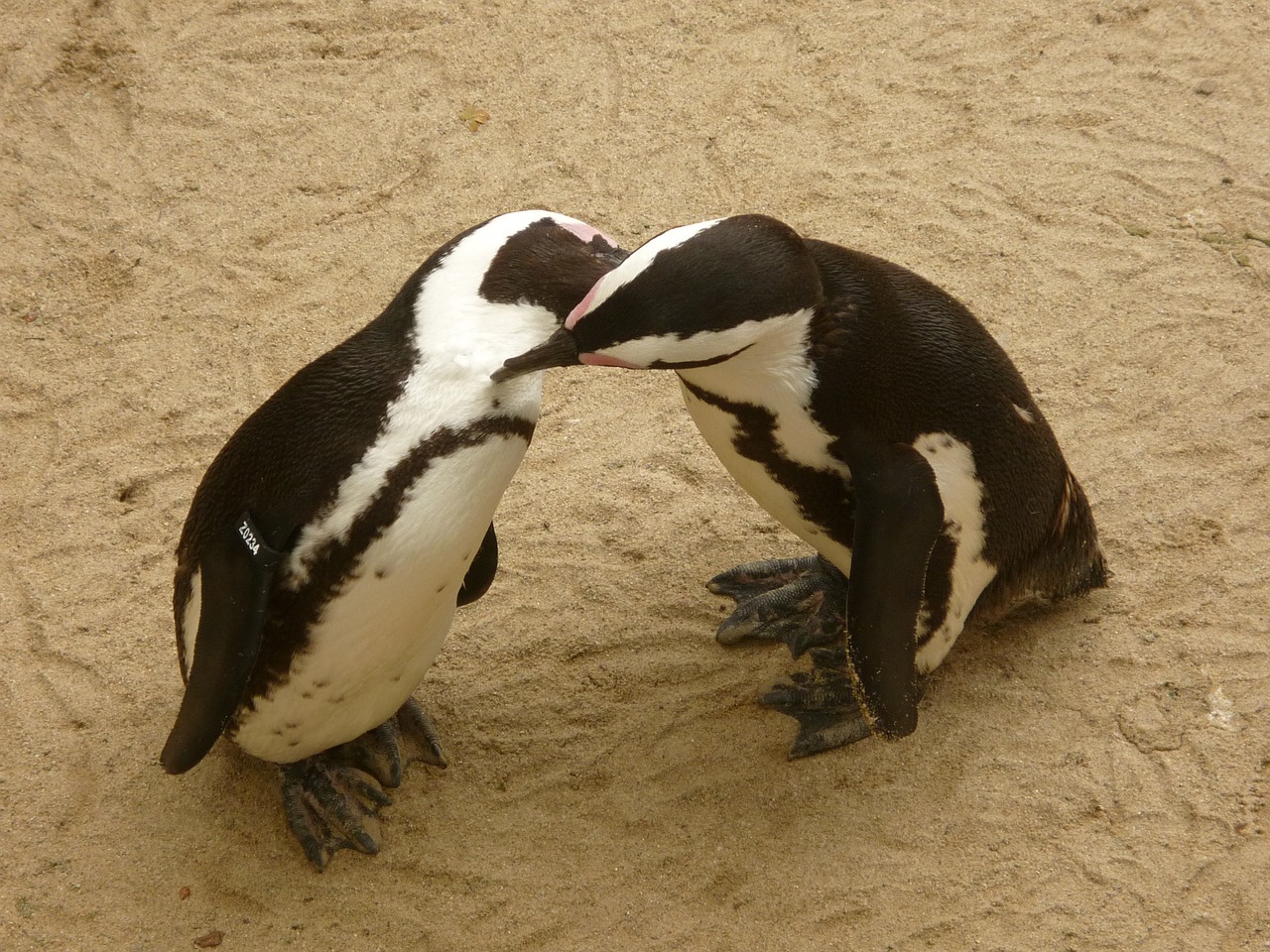 penguins zoo animal world free photo