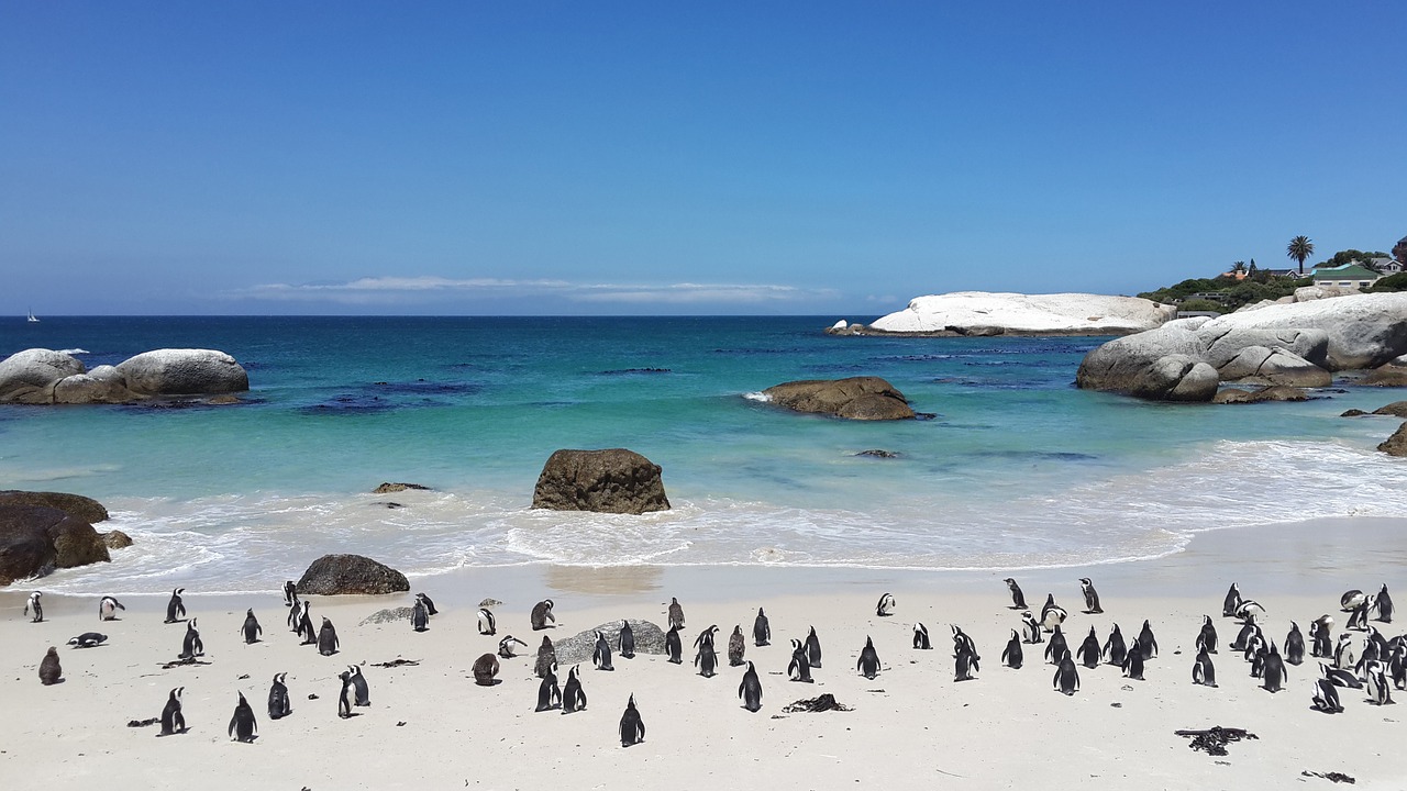 penguins beach tropical free photo